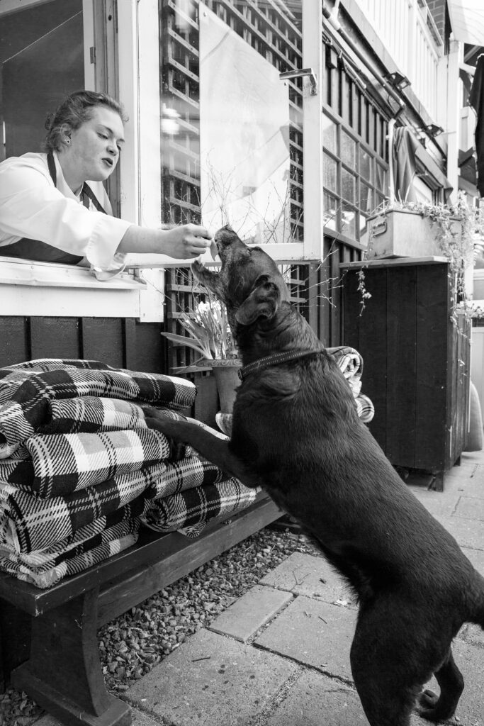 Bomans hotell, labrador, hundvänligt hotell